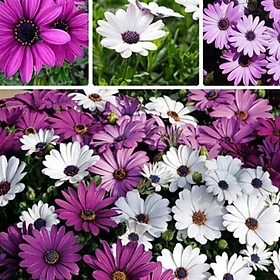 Mua Gói 30 hạt giống cúc châu phi nhiều màu