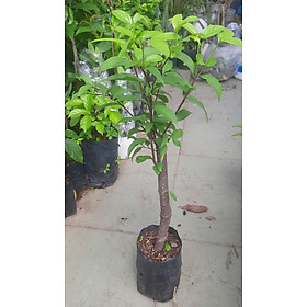 Cây mai chiếu thủy lá to, như hình
