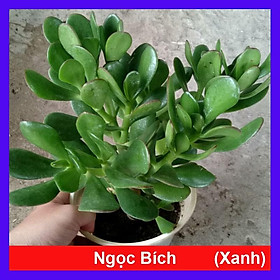 Mua Cây Ngọc Bích (Xanh) - cây cảnh để bàn