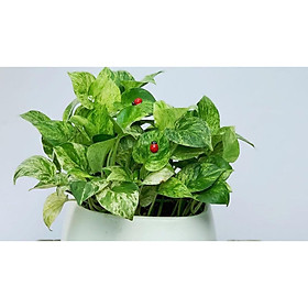 Cây để bàn trầu bà cẩm thạch