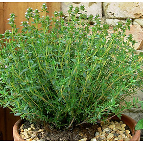 Mua Bộ 5 gói Hạt giống xạ hương - Thyme