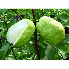 Mua Cây ổi lê đài loan