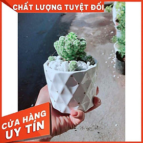 Chậu Xương Rồng Trứng Chim Nhiều Người Mua