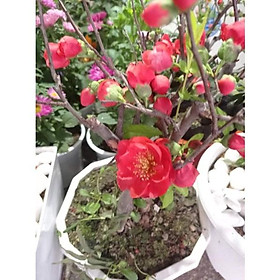 Mua Mai đỏ Nhật Bản hoa quanh năm