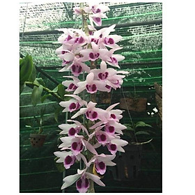 Mua Hoa phong lan lộc bắc giống