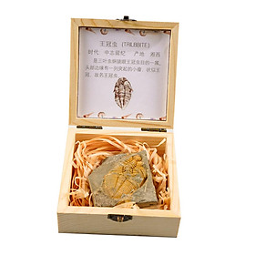Trilobite Fossil Collection Set in Box Education Specimen for Education Purposes