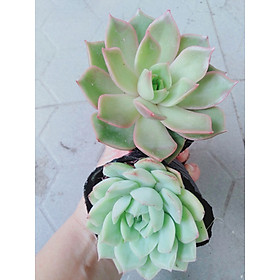 Sen đá 2 cây bầu xinh, chọn ngẫu nhiên