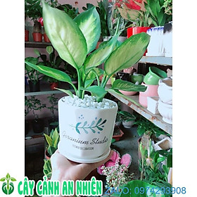 Chậu Cây Vạn Niên Thanh