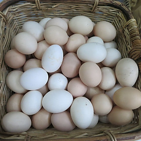 Trứng gà ta 10 quả