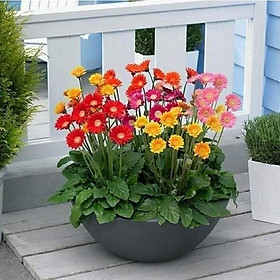HOA ĐỒNG TIỀN đủ màu