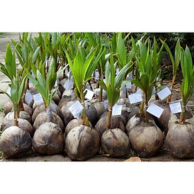 Mua cây giống DỪA XIÊN LÙN siêu quả - cây giống chuẩn F1