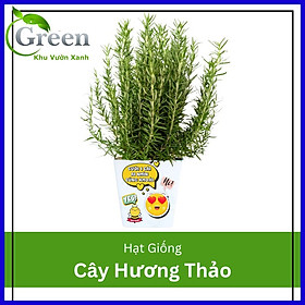 Mua Hạt Giống Cây Hương Thảo (15H)