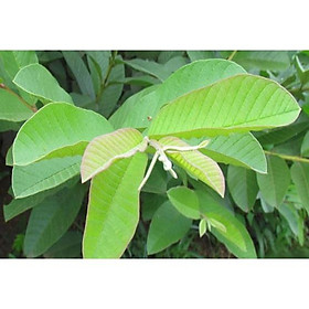 1kg lá ổi tươi sạch nhà trồng