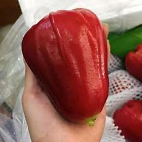 CÂY GIỐNG ROI ĐỎ THÁI LAN, CÂY CHO QUẢ SỚM, QUẢ NGỌT