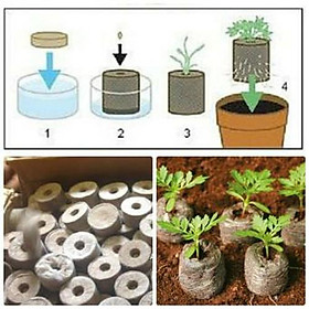 Mua COMBO 100 VIÊN NÉN XƠ DỪA ƯƠM HẠT