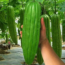 Mua Hạt giống khổ qua khổng lồ (mướp đắng) Thái Lan - gói 5 hạt