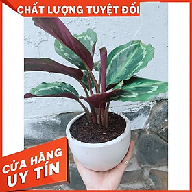 Chậu đuôi công Nhiều Người Mua