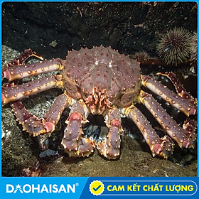 [Chỉ giao HCM] Cua King Crab Đỏ Sống ( Trọng lượng 2.5kg/con )