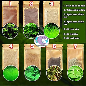 Mua Hạt Giống Cây Thủy Sinh nảy mầm 100% ( Cỏ Tình Yêu  Cỏ May Mắn Trân Châu Ngọc Trai  Ngưu Mao Chiên)