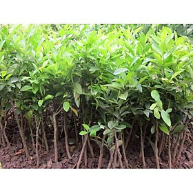 Cây Chanh Tứ Quý - Cây Ăn Quả - H2O Farm + Tặng 01 cây dâu da đất