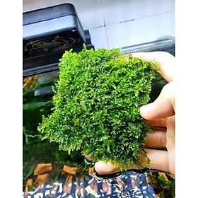 Rêu Minitaiwan trang trí hồ tép, cá cảnh, thủy sinh Minitaiwan vỉ 8x8cm