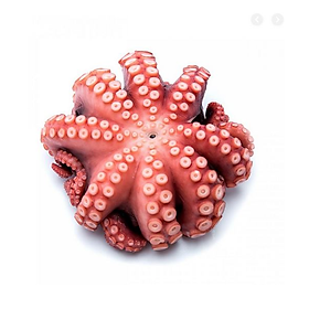 Bạch Tuộc - Tako 300g