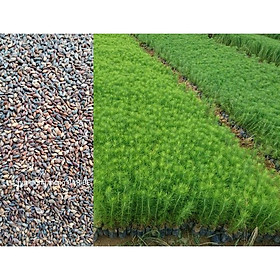 Mua 250 GRAM HẠT GIỐNG CÂY THÔNG CARIBe   HẠT MỚI ĐẸP TUYỂN CHỌN   .(   frEEship Extra + hoàn xu Extra +  