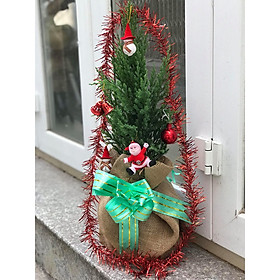 Giỏ cây sơn tùng và ông già noel