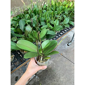 Mua Lan hồ điệp sẵn ngồng