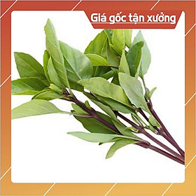 5Gr Hạt Giống Húng Quế