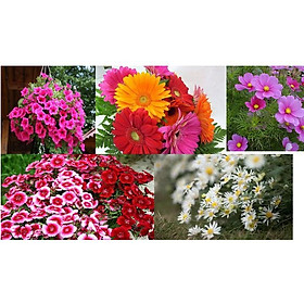 Mua Combo Hạt giống 5 loại hoa ( Cẩm chướng kép-Đồng tiền mix-Cánh bướm nhiều màu-Cúc họa mi trắng-Dạ yến thảo mix)