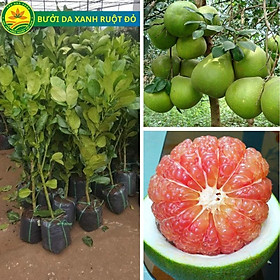 Cây giống bưởi da xanh ruột đỏ chất lượng cao HVNN, cây giống khỏe, năng suất cao, ít sâu bệnh sớm cho trái