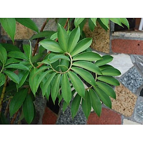 Mua Cây mía dò - Cây cát lồi