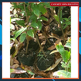 Combo 10 Cây Mai Vàng Quấn Rễ Cao 30-50cm SAMSON GARDEN