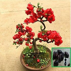 Mua Hạt giống mai trung quốc hoa màu đỏ - 5 hạt/kèm 3 viên nén xơ dừa ươm hạt