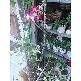 Mua Chậu Lan Dendro Bán Chạy