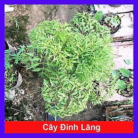 Cây đinh lăng trưởng thành cao 50-60cm (ảnh thật số 2)