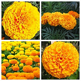 Mua Bộ 2 gói Hạt giống hoa cúc vạn thọ mỹ