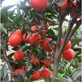 Mua Cây giống Quýt Mỹ lùn (cây ghép siêu sớm  siêu quả)