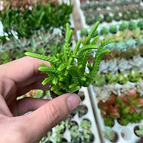 Mua Sen đá mini được chọn cây  Thuần mọi khí hậu  lớn nhanh sống khỏe