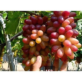 Nho Ngón Tay 152 - Việt Nam tặng 2 cây chè xanh