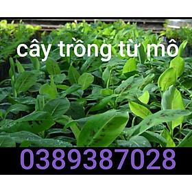 Mua cây giống chuối laba  2 cây cây đẹp chuẩn giống