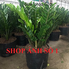 Cây KIM TIỀN, cây phong thủy mang lại tiền tài cho gia chủ, cây to khỏe, bầu size LỚN, cây như hình