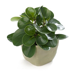 Mua cây trường sinh - cây phong thủy mini để bàn