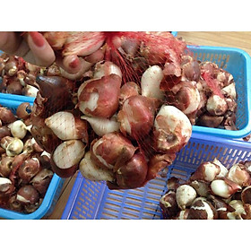5 củ giống hoa tulip hoa màu hồng - HGNN