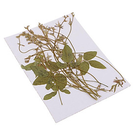 12 Pack Natural Pressed Leaves Dried Flower Real Pressed Pea Tendrils DIY Materials Epoxy Jewelry Resin Crafts Making Scrapbooking Card Art Crafts