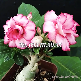 Cây hoa sứ kép Thái Lan nhiều tầng màu hồng phấn - Cây chưa có hoa – Mã số 1762