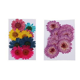 20 Pieces Natural Real Pressed Dried Flowers Psilolepis and Chrysanthemum paludosum for Card making Scrapbooking Art Crafts DIY Resin Jewelry Candle Craft Mould Filler