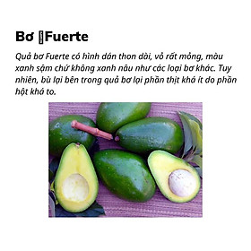 cây giống bơ Fuerte (cây ghép chuẩn giống f1)