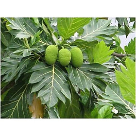 Mua CÂY GIỐNG CÂY SA KE ĂN QUẢ VÀ LÀM BÓNG MÁT-CAM KẾT GIỐNG CHUẨN F1